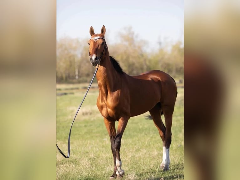 Akhal-Teke Stallion 7 years 16 hh Brown-Light in Ole&#x15B;nica-Folwark