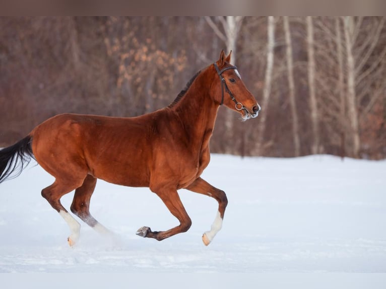 Akhal-Teke Stallion 7 years 16 hh Brown-Light in Ole&#x15B;nica-Folwark