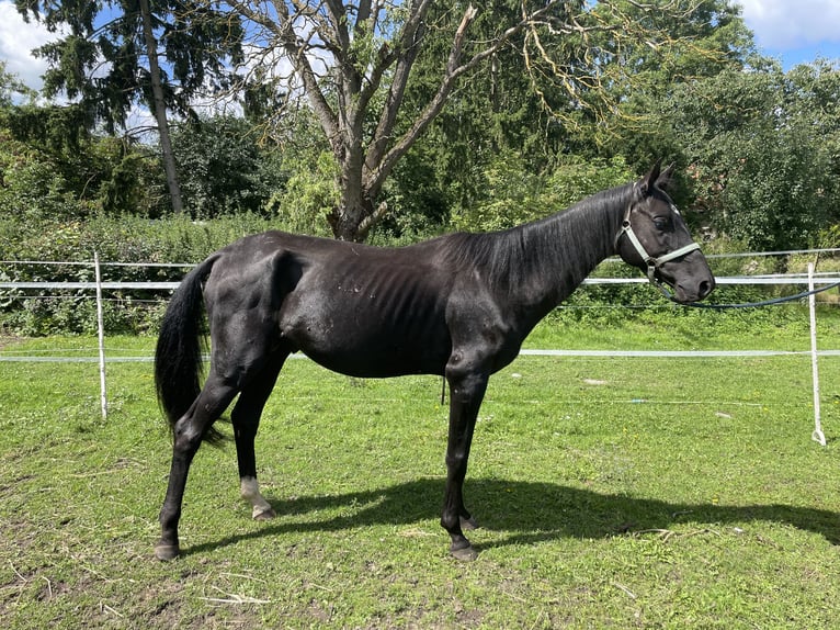 Akhal-Teke Stallion 9 years 15,1 hh Black in Nauen