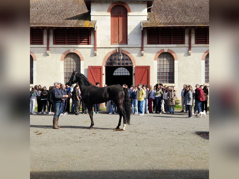 Akhal-Teke Stallion Black in Meaford, Ontario