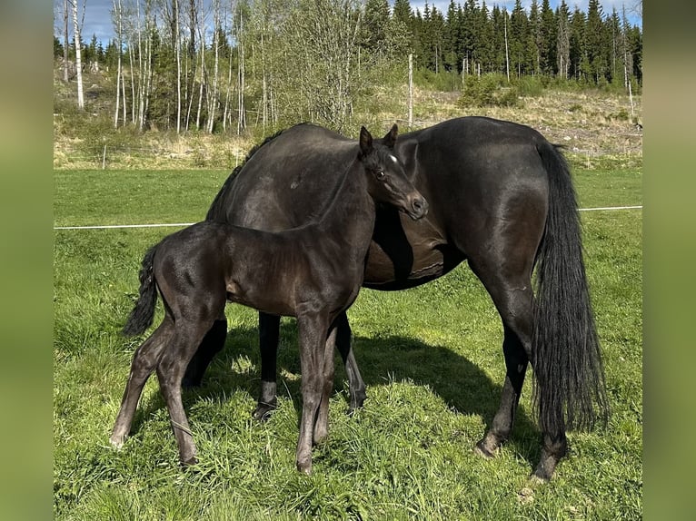 Akhal-Teke Stallion  16 hh Black in Magnor