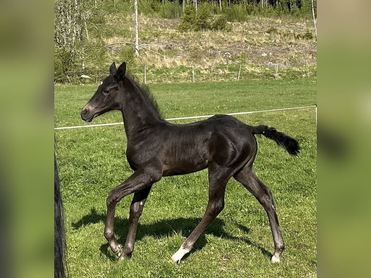 Akhal-Teke Stallion  16 hh Black in Magnor