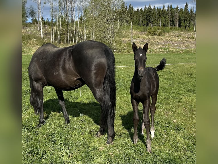 Akhal-Teke Stallion  16 hh Black in Magnor