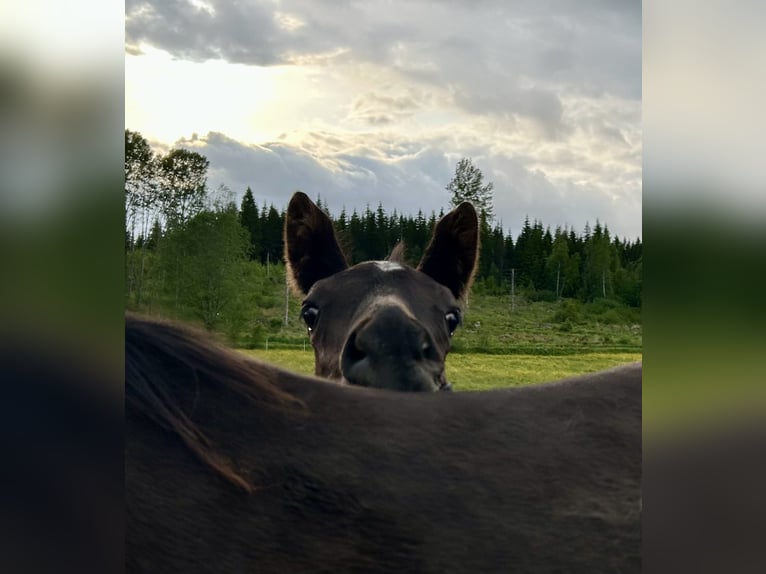Akhal-Teke Stallion  16 hh Black in Magnor