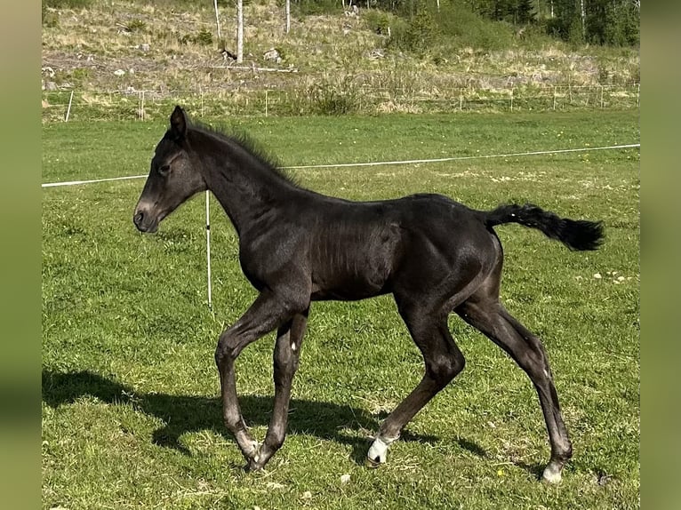 Akhal-Teke Stallion  16 hh Black in Magnor