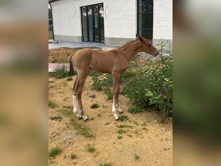 Akhal-Teke Stallion  Red Dun in Meldert