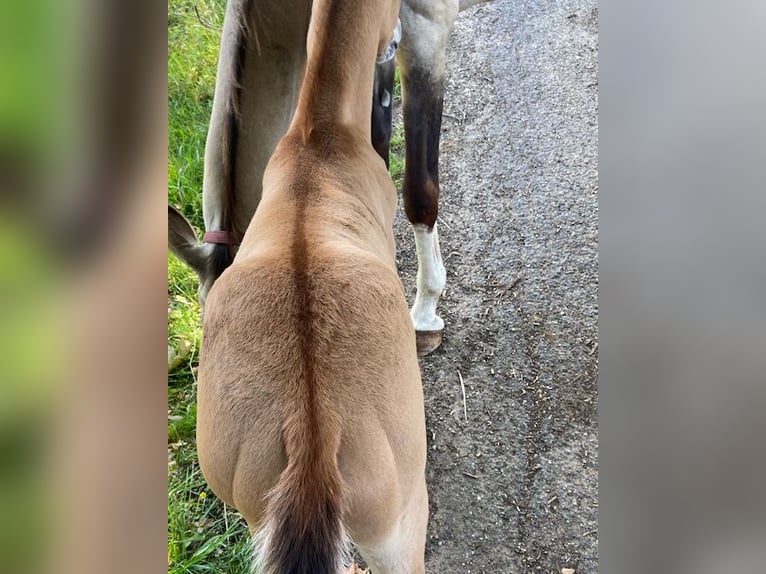 Akhal-Teke Stallion  Red Dun in Meldert