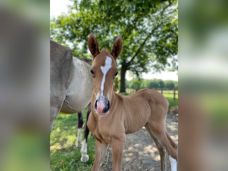 Akhal-Teke Stallion  Red Dun in Meldert