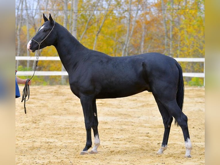 Akhal-Teke Stallone 13 Anni 165 cm Morello in Tempera