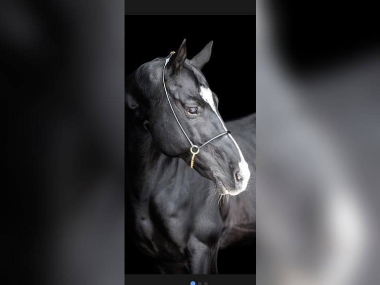 Akhal-Teke Stallone 13 Anni 165 cm Morello in L’ Aquila