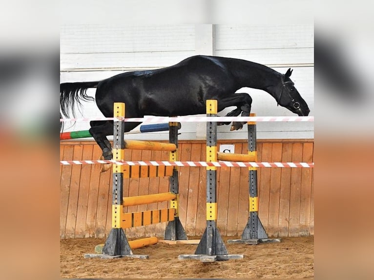 Akhal-Teke Stallone 13 Anni 165 cm Morello in L’ Aquila