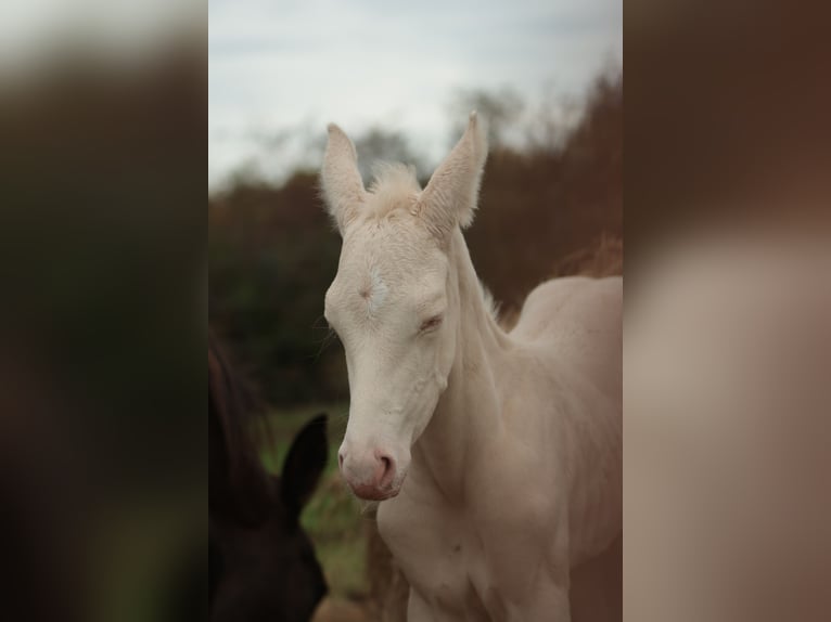 Akhal-Teke Stallone 1 Anno 165 cm Perlino in Chaudefonds sur layon
