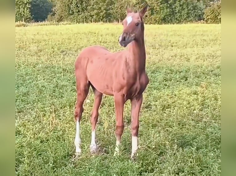 Akhal-Teke Stallone 1 Anno Baio chiaro in Brienon-sur-Armançon