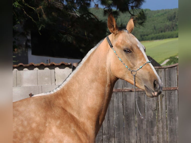 Akhal-Teke Stallone 1 Anno Pelle di daino in Fort Myers