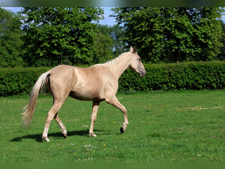 Akhal-Teke Stallone 2 Anni 162 cm Palomino in goven