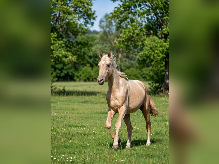 Akhal-Teke Stallone 2 Anni 162 cm Palomino in goven