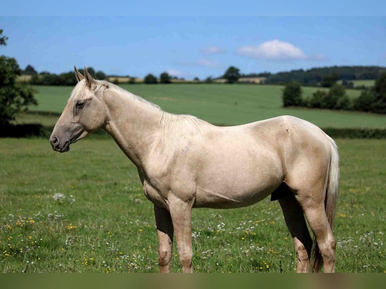 Akhal-Teke Stallone 2 Anni 162 cm Palomino in goven