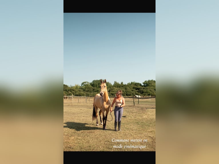 Akhal-Teke Stallone 4 Anni 149 cm Falbo in Bretignolles-sur-Mer