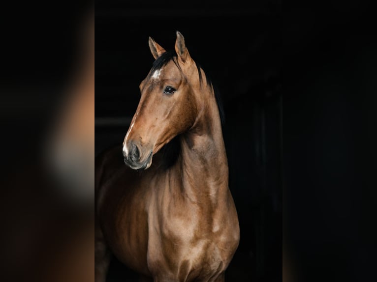 Akhal-Teke Stallone 4 Anni 161 cm Baio in Ovelgönne