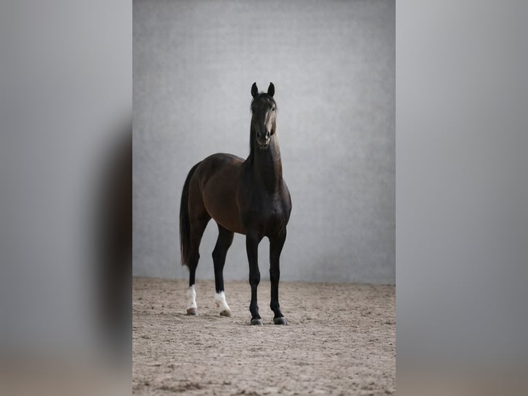 Akhal-Teke Stallone 4 Anni 162 cm Morello in Ovelgönne