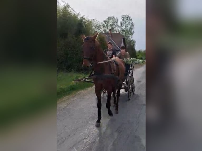 Akhal-Teke Stallone 5 Anni 170 cm Baio in Katafa