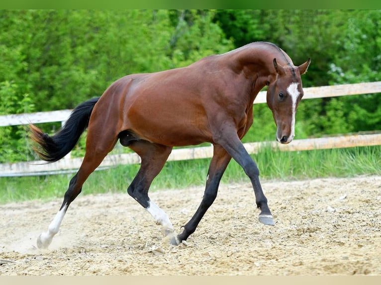 Akhal-Teke Stallone 6 Anni 163 cm Baio in Moscow