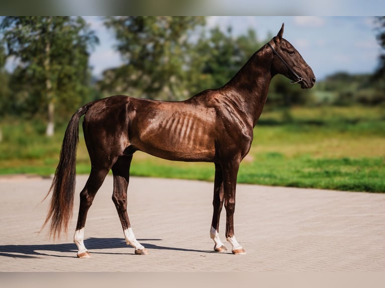 Akhal-Teke Stallone 6 Anni Baio scuro in DZILNUCIEMS
