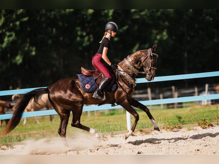 Akhal-Teke Stallone 7 Anni Baio scuro in DZILNUCIEMS