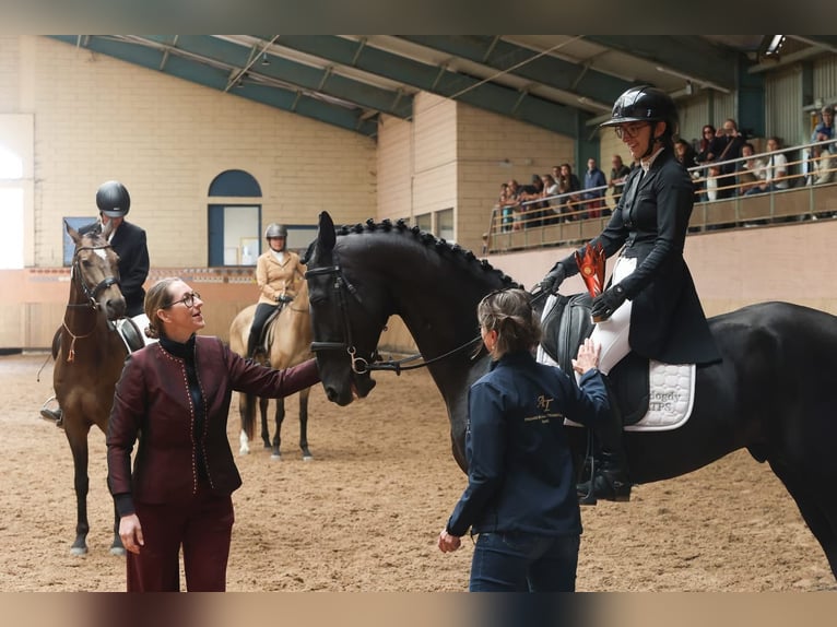 Akhal-Teke Stallone Morello in Meaford, Ontario