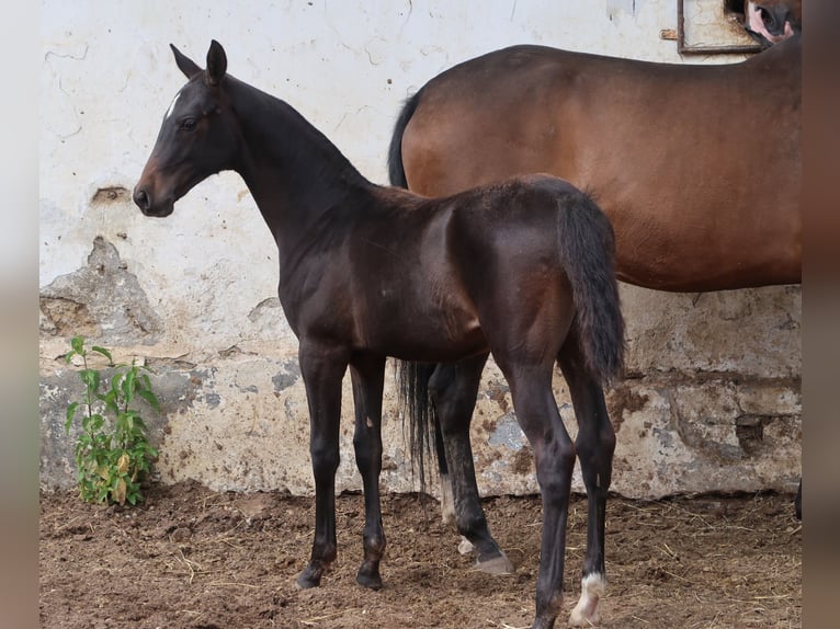 Akhal-Teke Stallone Puledri
 (01/2024) Baio scuro in Humpolec