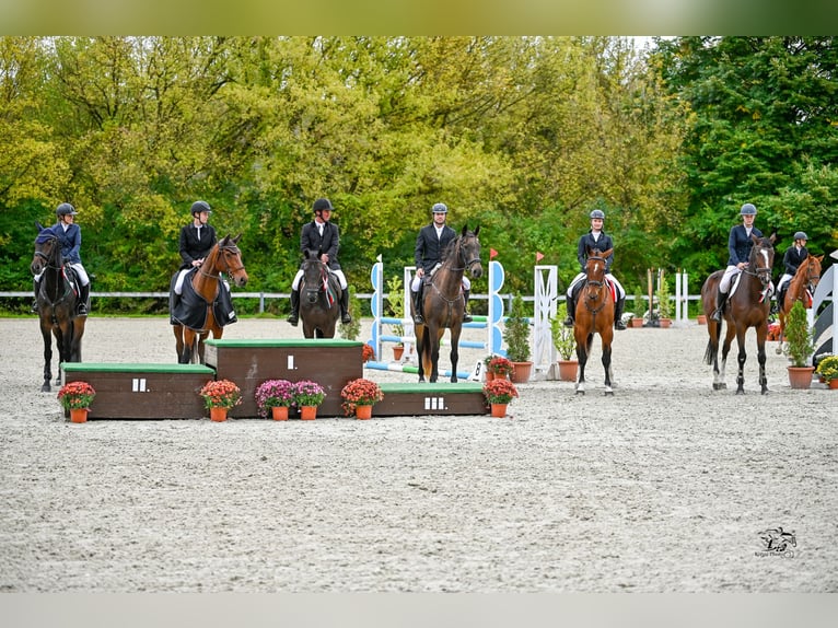 Akhal-Teke Blandning Sto 16 år 168 cm Gulbrun in Ópusztaszer