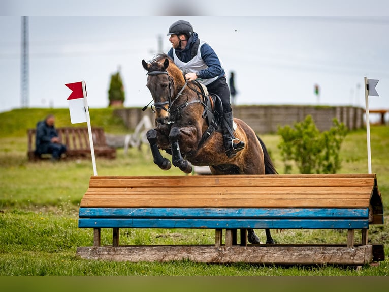 Akhal-Teke Blandning Sto 16 år 168 cm Gulbrun in Ópusztaszer