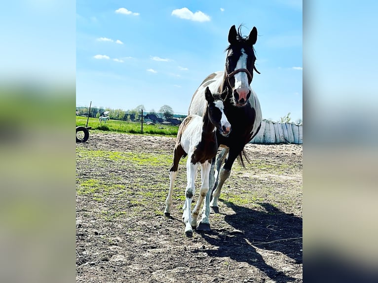 Akhal-Teke Blandning Sto 1 år Pinto in Rudamina