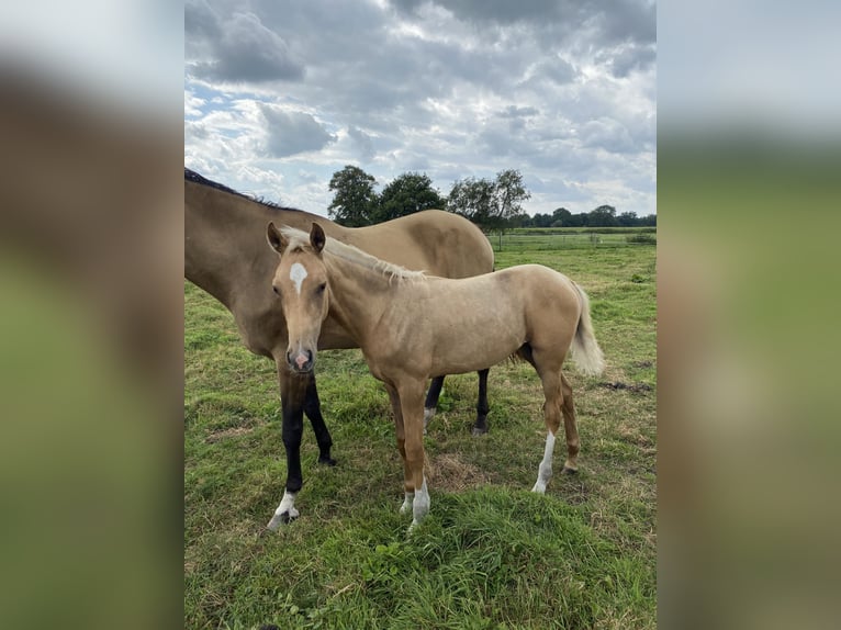 Akhal-Teke Sto Föl (03/2024) Cremello in Ovelgönne