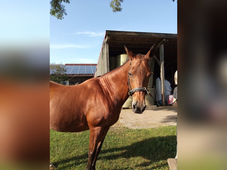 Akhal-Teke Yegua 15 años 155 cm Castaño in Brunnthal