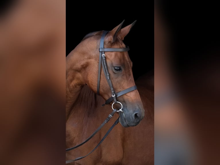 Akhal-Teke Yegua 15 años 155 cm Castaño in Brunnthal