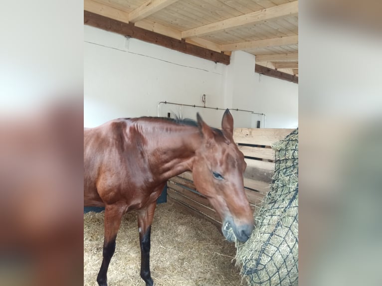 Akhal-Teke Yegua 15 años 155 cm Castaño in Brunnthal