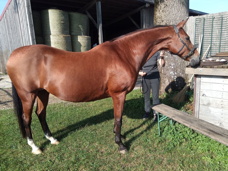 Akhal-Teke Yegua 15 años 155 cm Castaño in Brunnthal