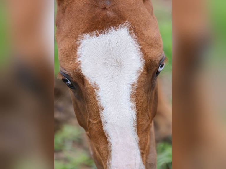 Akhal-Teke Yegua 1 año 143 cm Alazán in San Pietroburgo