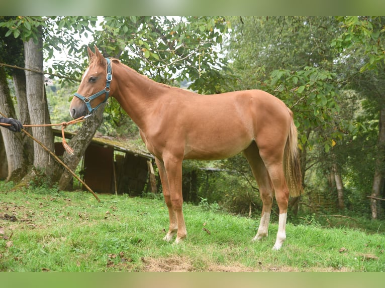 Akhal-Teke Mestizo Yegua 1 año 158 cm Alazán in Piloña