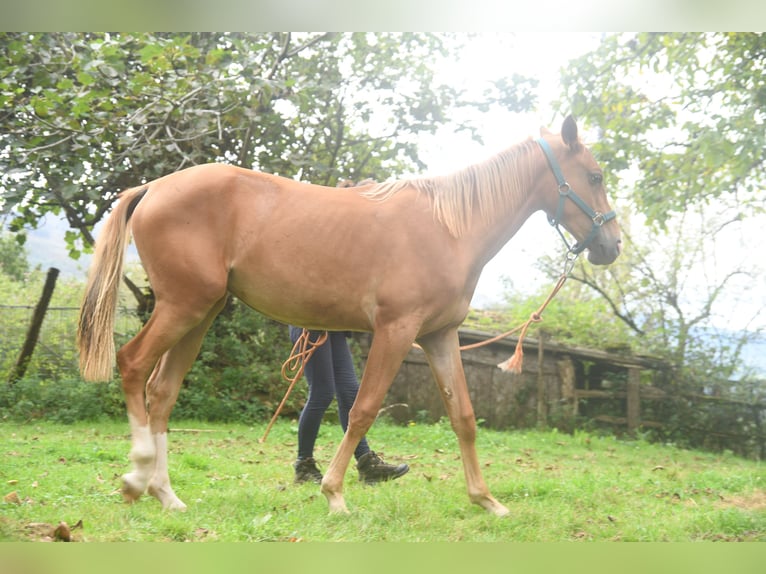 Akhal-Teke Mestizo Yegua 1 año 158 cm Alazán in Piloña
