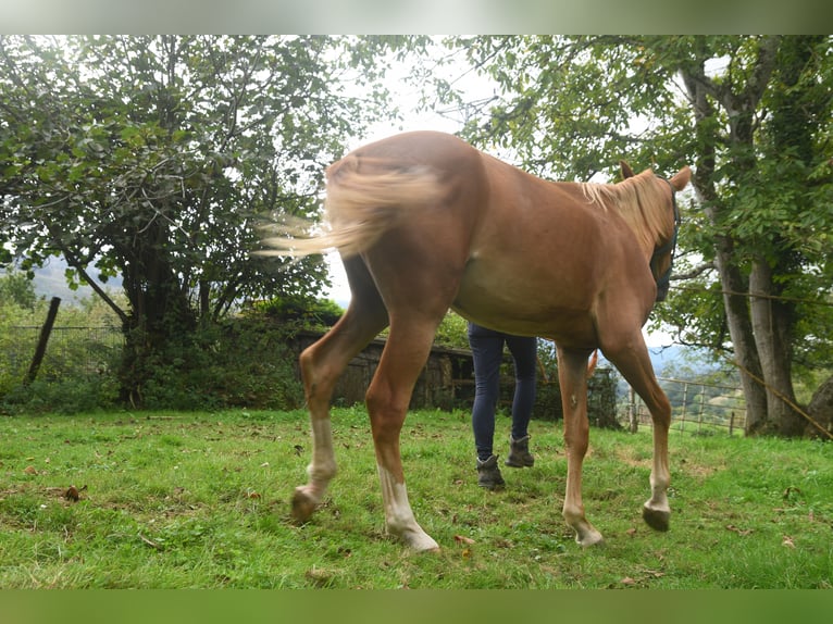 Akhal-Teke Mestizo Yegua 1 año 158 cm Alazán in Piloña