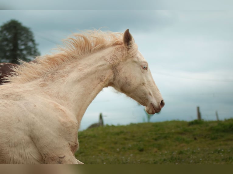 Akhal-Teke Yegua 1 año Perlino in Angers