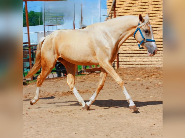 Akhal-Teke Yegua 2 años 155 cm Palomino in &#x425;&#x438;&#x43C;&#x43A;&#x438;