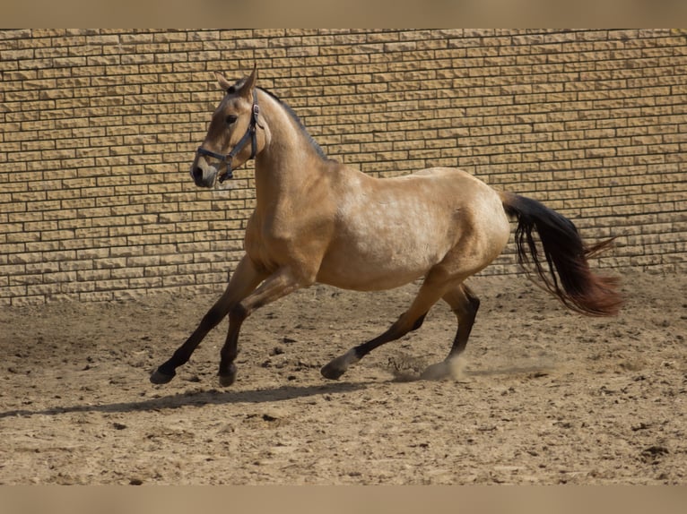 Akhal-Teke Yegua 3 años 154 cm Bayo in &#x421;&#x430;&#x43D;&#x43A;&#x442;-&#x43F;&#x435;&#x442;&#x435;&#x440;&#x431;&#x443;&#x440;&#x433;