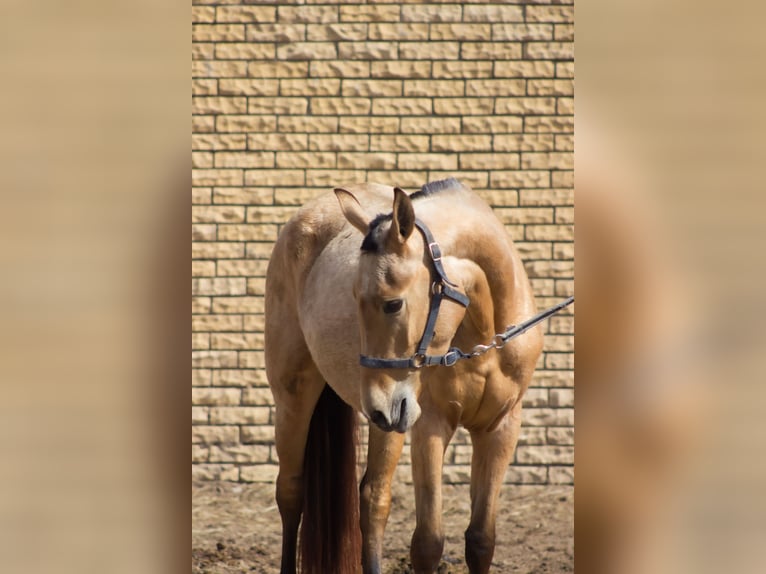 Akhal-Teke Yegua 3 años 154 cm Bayo in &#x421;&#x430;&#x43D;&#x43A;&#x442;-&#x43F;&#x435;&#x442;&#x435;&#x440;&#x431;&#x443;&#x440;&#x433;