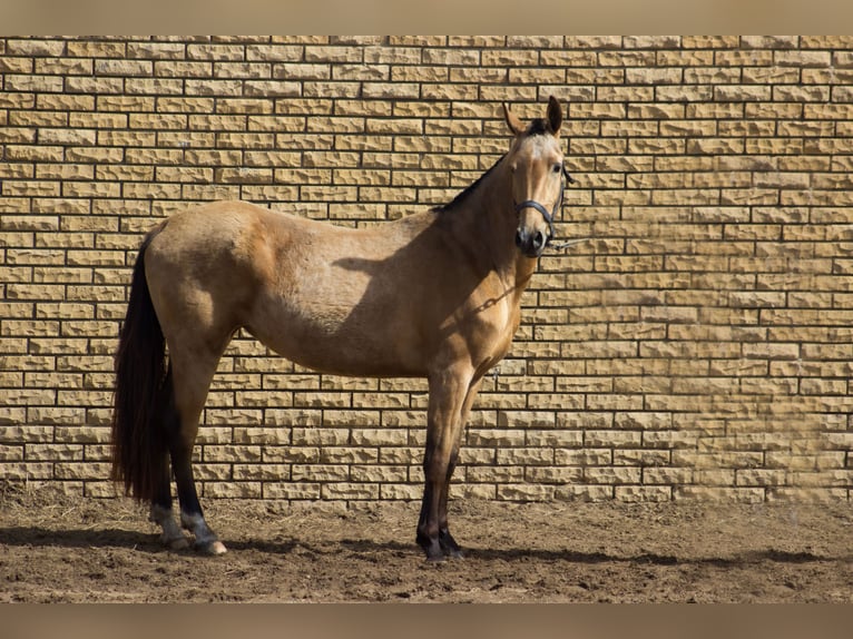Akhal-Teke Yegua 3 años 154 cm Bayo in &#x421;&#x430;&#x43D;&#x43A;&#x442;-&#x43F;&#x435;&#x442;&#x435;&#x440;&#x431;&#x443;&#x440;&#x433;