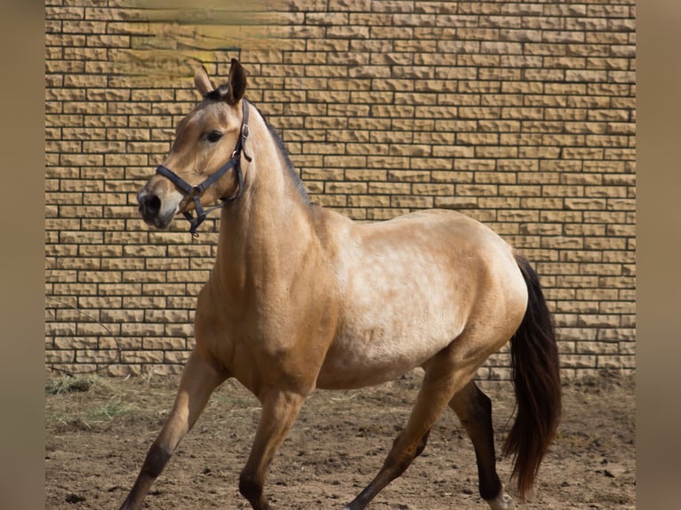 Akhal-Teke Yegua 3 años 154 cm Bayo in &#x421;&#x430;&#x43D;&#x43A;&#x442;-&#x43F;&#x435;&#x442;&#x435;&#x440;&#x431;&#x443;&#x440;&#x433;