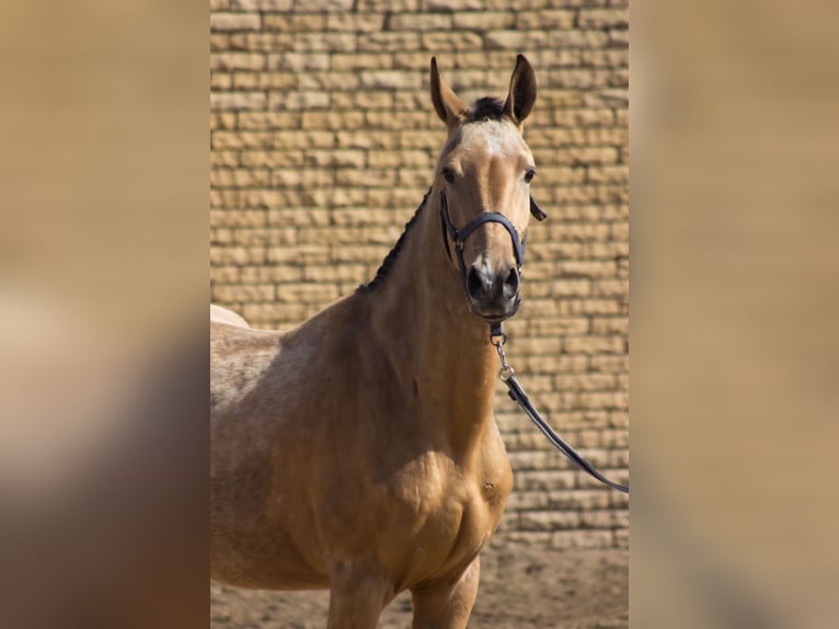 Akhal-Teke Yegua 3 años 154 cm Bayo in &#x421;&#x430;&#x43D;&#x43A;&#x442;-&#x43F;&#x435;&#x442;&#x435;&#x440;&#x431;&#x443;&#x440;&#x433;