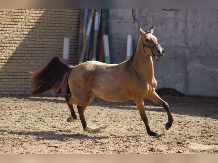 Akhal-Teke Yegua 3 años 154 cm Bayo in &#x421;&#x430;&#x43D;&#x43A;&#x442;-&#x43F;&#x435;&#x442;&#x435;&#x440;&#x431;&#x443;&#x440;&#x433;